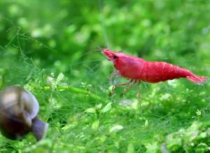 điềm báo những giấc mơ về tôm
