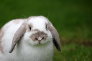 Điềm báo giấc mơ thấy thỏ