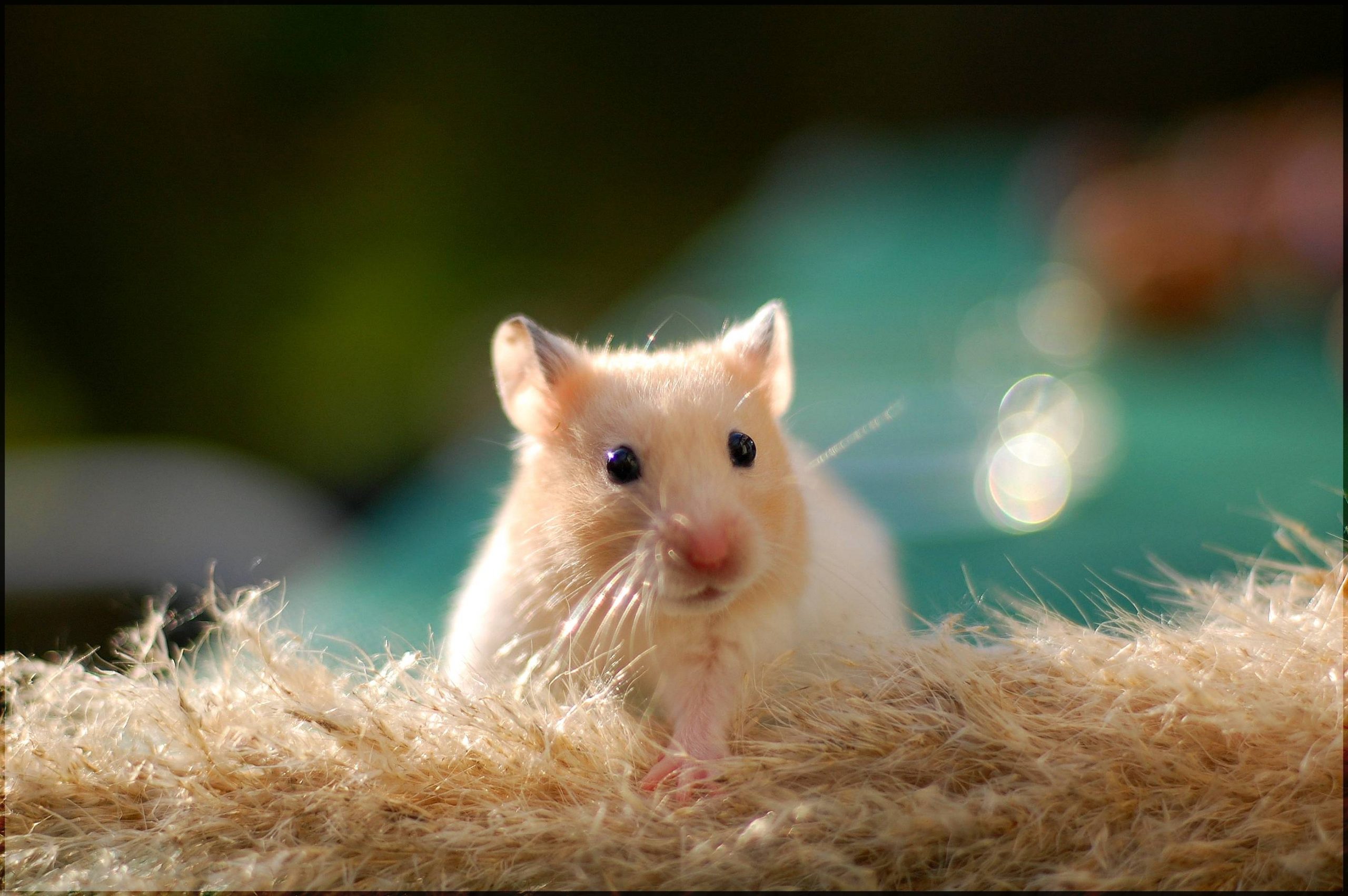 Điềm báo giấc mơ thấy hamster
