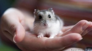 điềm báo giấc mơ về hamster