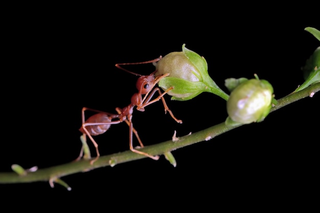 điềm báo mơ thấy kiến